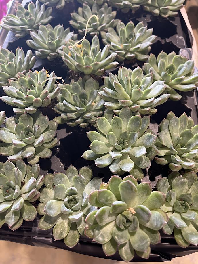 Assorted 2" Succulents