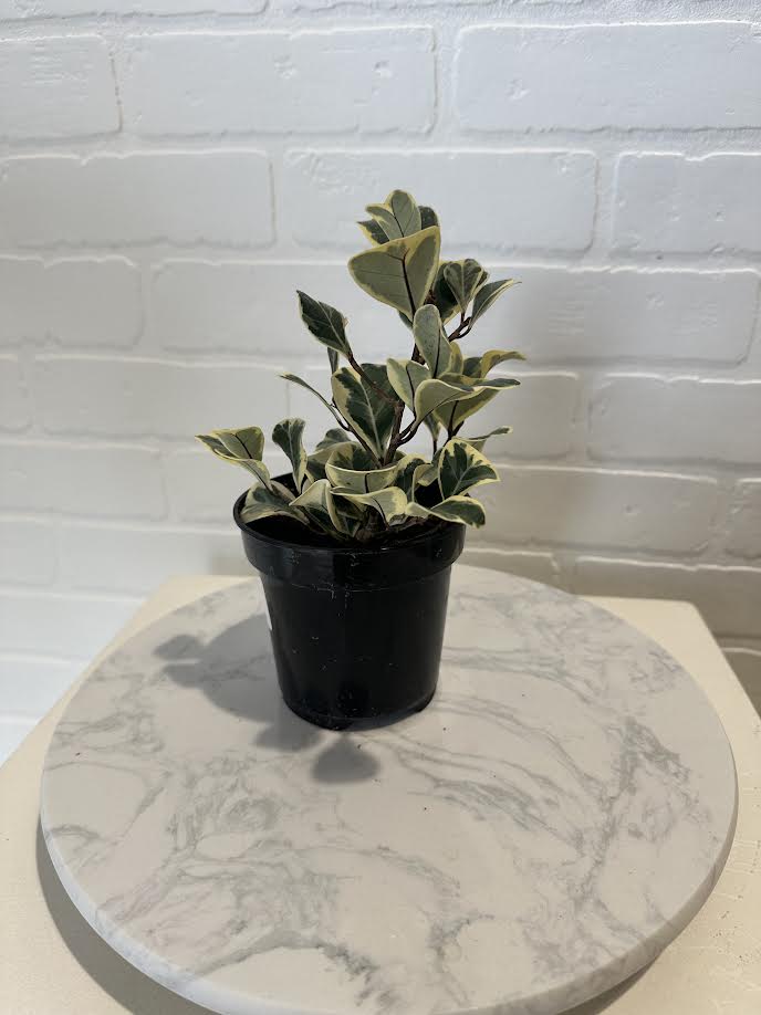 Ficus Triangle Variegated 4"