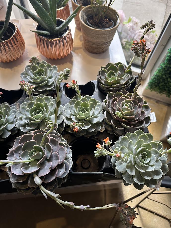 Echeveria