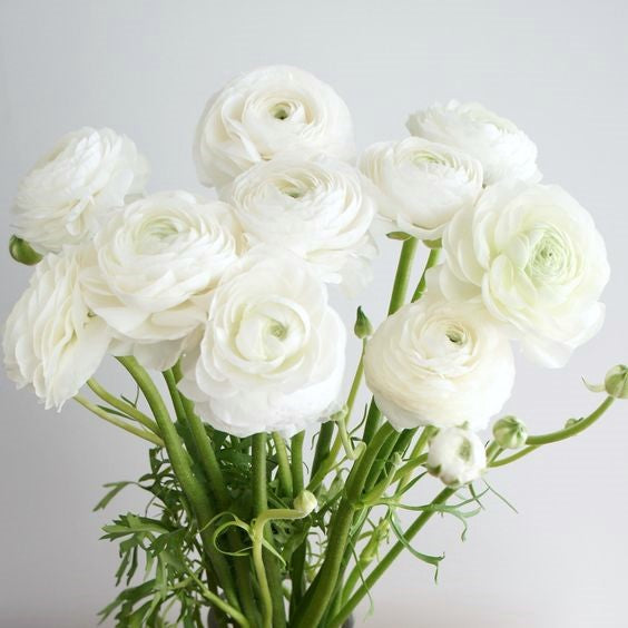 Ranunculus Corsage/Boutonniere