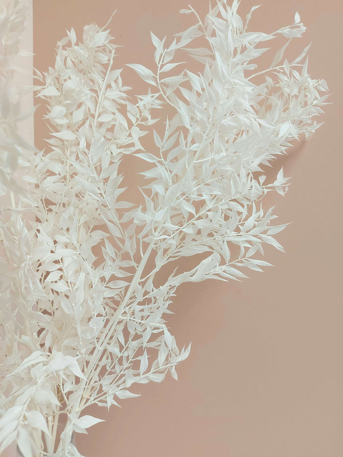Bleached Italian Ruscus_Dried flowers_The Floral Fixx_The Floral Fixx