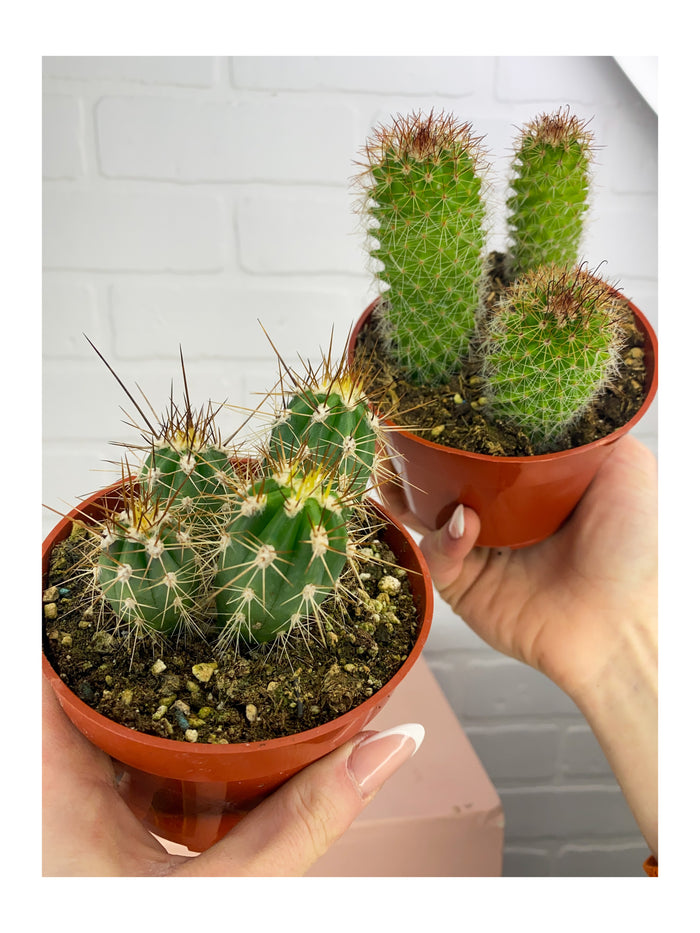 Assorted Cactus
