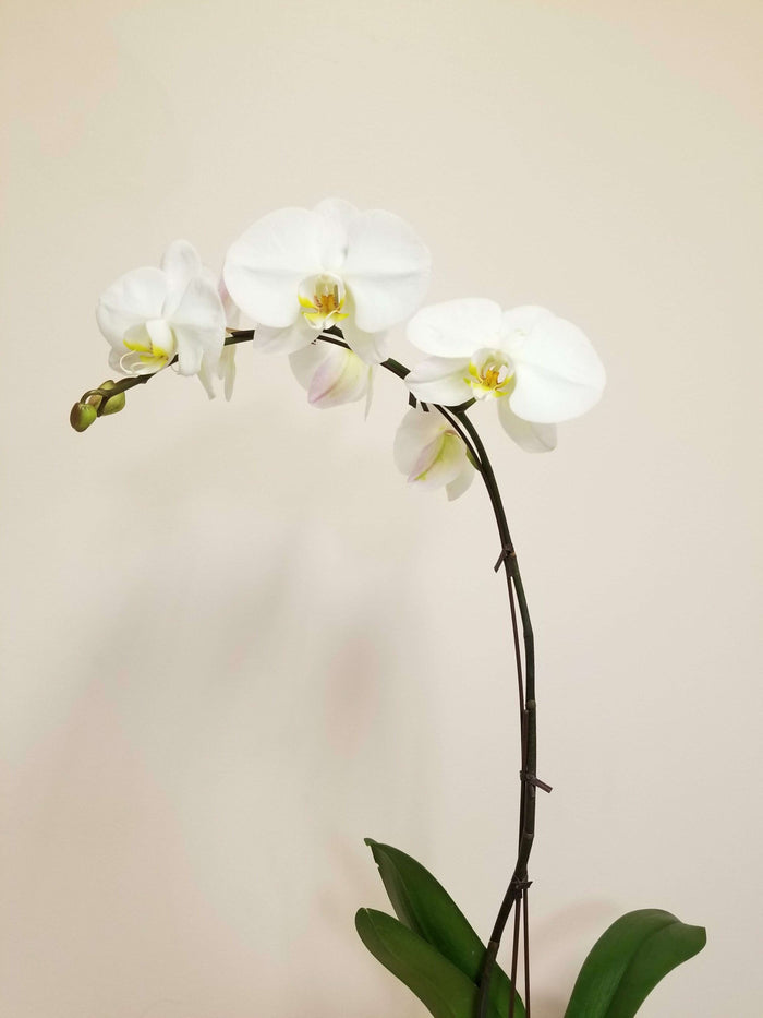 Fabulous Phalaenopsis__The Floral Fixx_The Floral Fixx