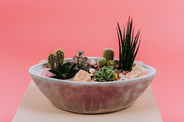 Cactus Cutie Planter