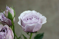 Mixed Blooms Corsage/Boutonniere_Small [3 Blooms] / Purple / Yes Glam_Flower Arrangement_The Floral Fixx_The Floral Fixx