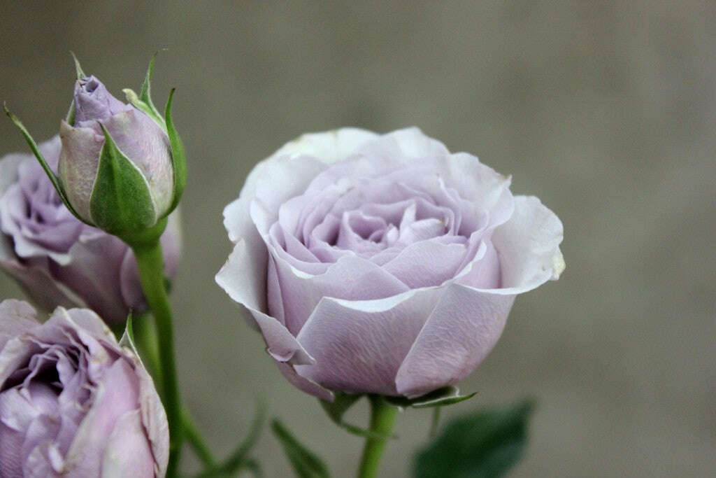 Mixed Blooms Corsage/Boutonniere_Small [3 Blooms] / Purple / Yes Glam_Flower Arrangement_The Floral Fixx_The Floral Fixx