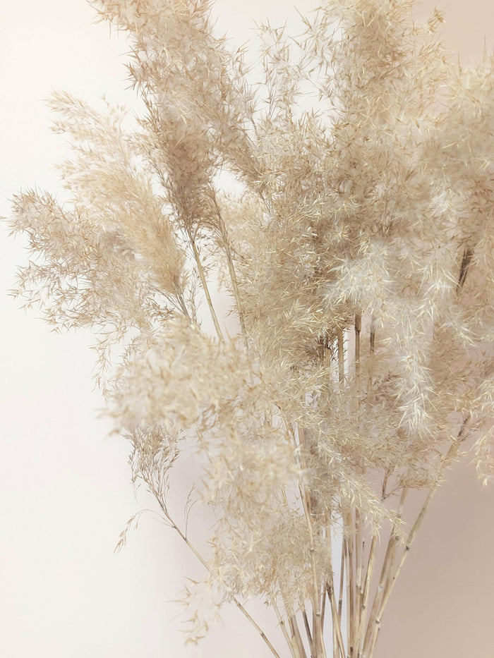 Natural Pampas Grass_Dried_The Floral Fixx_The Floral Fixx