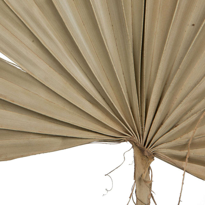 Palm Sun Spear Natural_Dried flowers_Floral Fixx Design Studio_The Floral Fixx