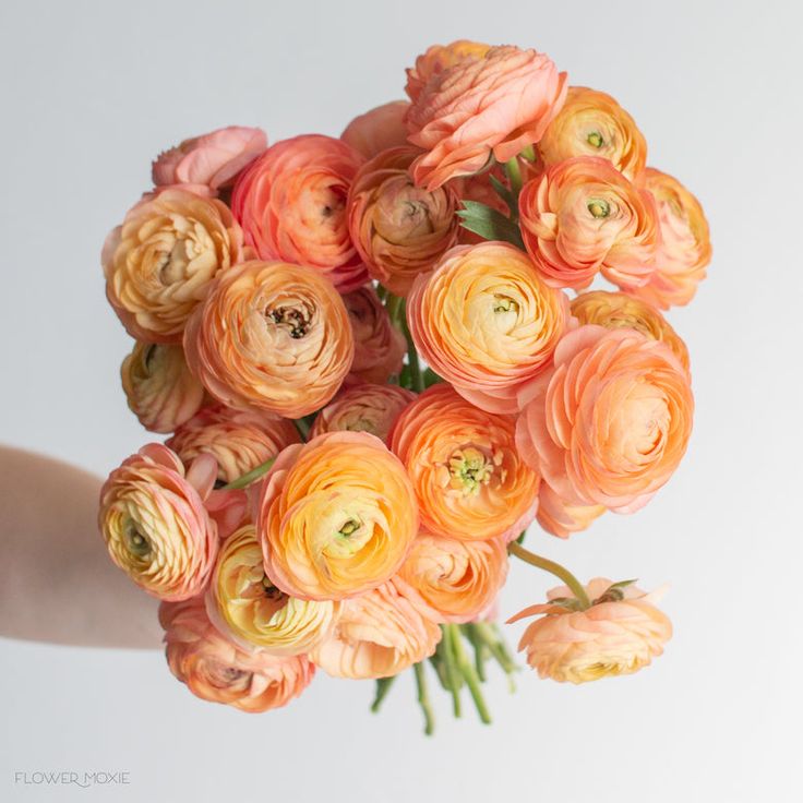 Ranunculus Corsage/Boutonniere