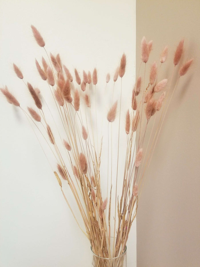 Rose Quartz Bunny Tails_Dried flowers_The Floral Fixx_The Floral Fixx