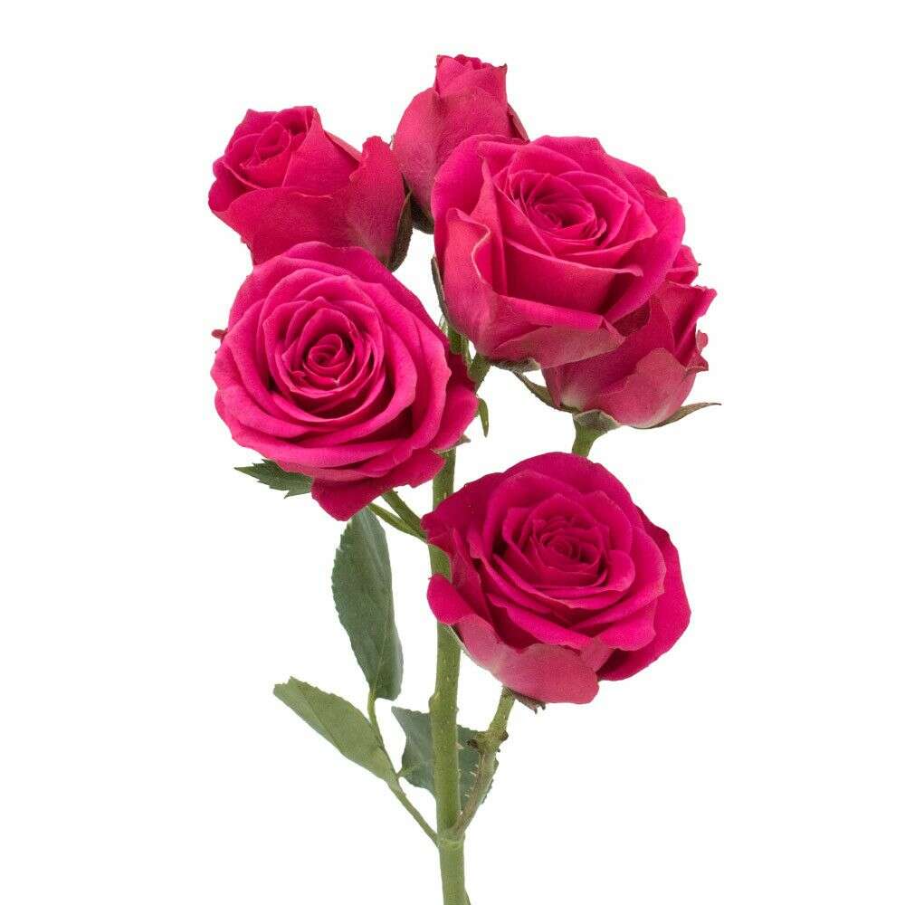 Spray Roses Corsage/Boutonniere_Small [3 Blooms] / Fuchsia / No Glam_Flower Arrangement_The Floral Fixx_The Floral Fixx
