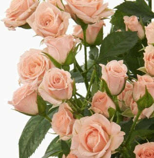Spray Roses Corsage/Boutonniere_Small [3 Blooms] / Soft Peach / No Glam_Flower Arrangement_The Floral Fixx_The Floral Fixx