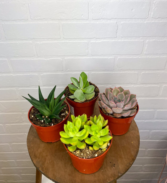 Assorted Succulents
